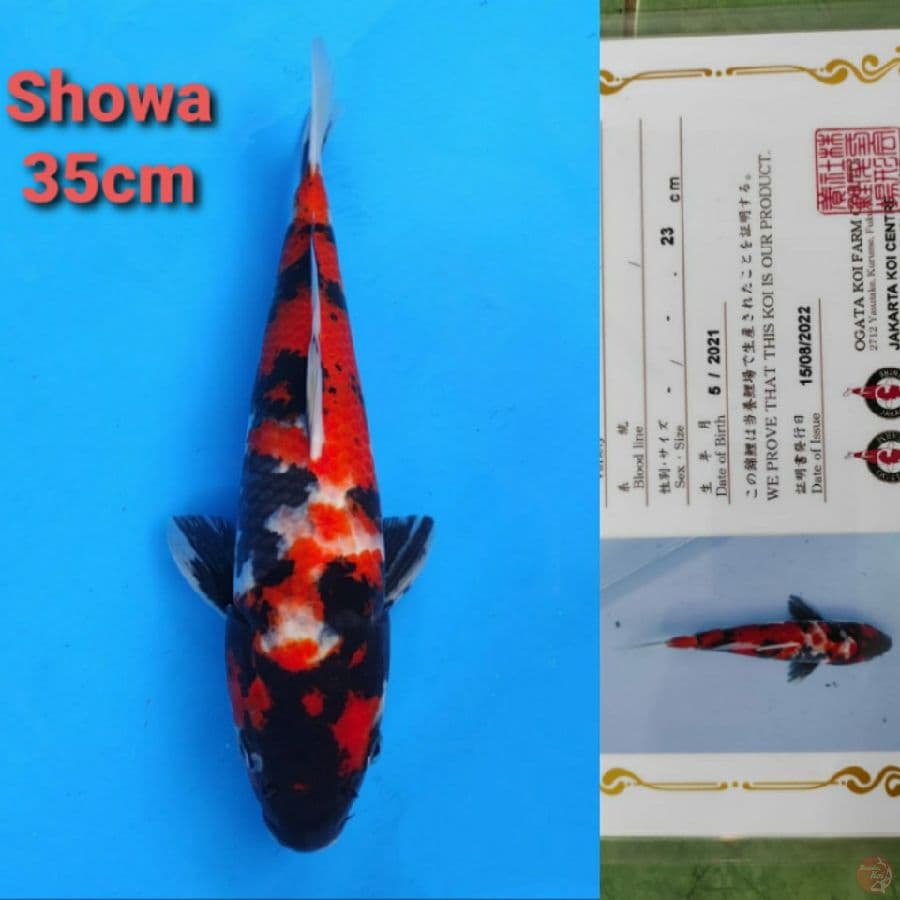 OGATA SHOWA 35CM SERTI