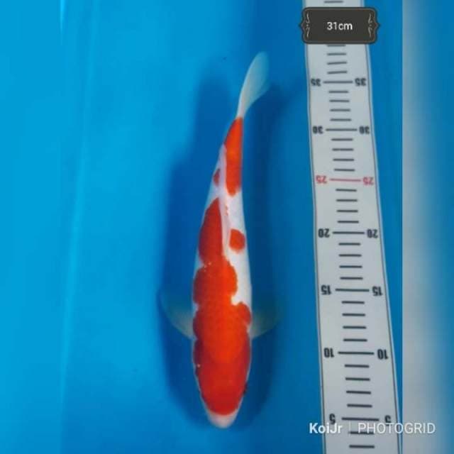 Kohaku Joss