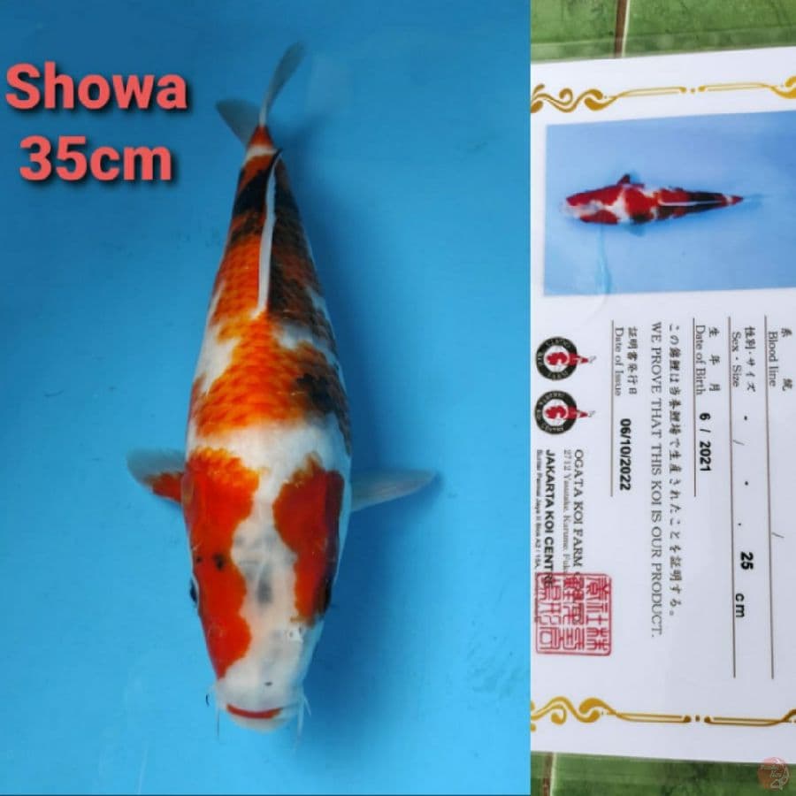OGATA SHOWA 35CM SERTI