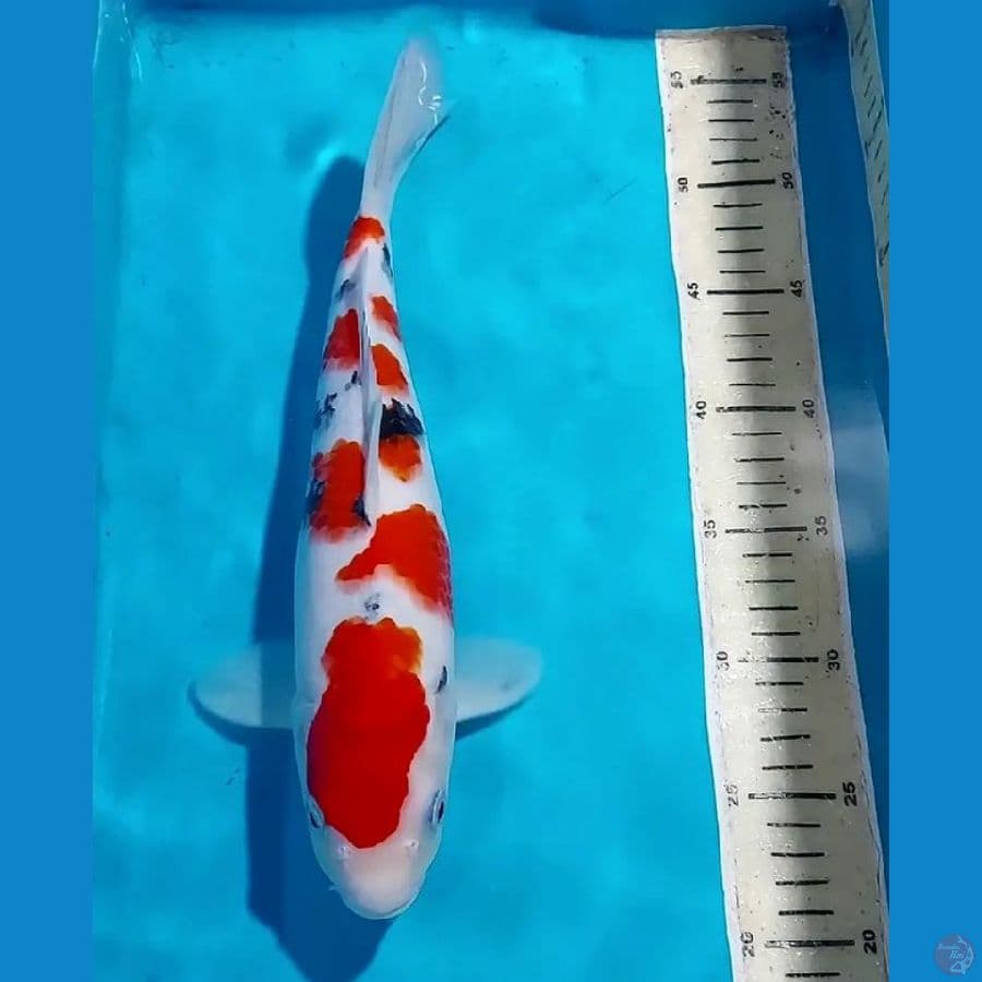 SANKE HQ 34 CM