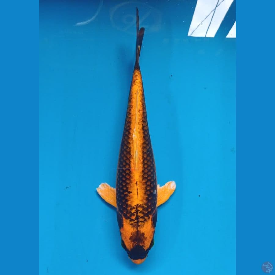 kabuto 28cm