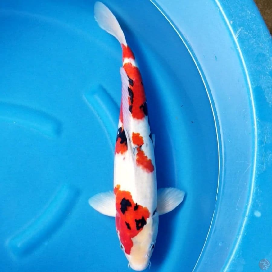 KINDAI SHOWA 47 CM MALE