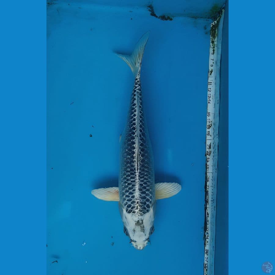 matsuba 31cm