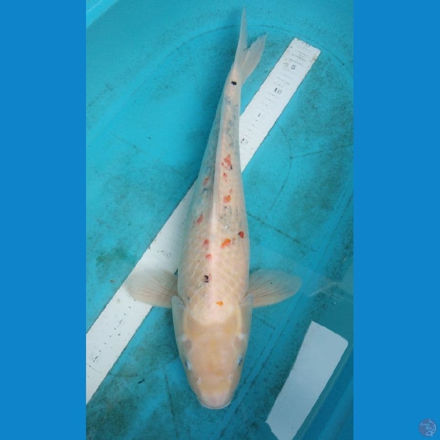 Jumbo 55cm