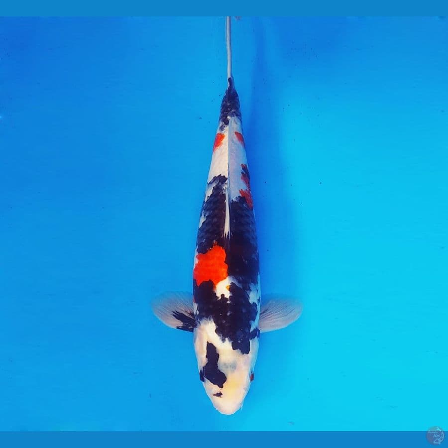 AKIRA 8 - Kindai Showa 37 cm/male ®