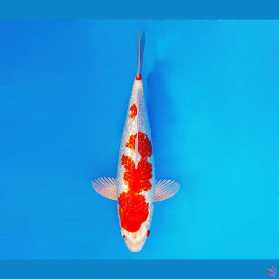 AKIRA 12 - Kohaku Hikari Gin Rin 29 cm/male ®
