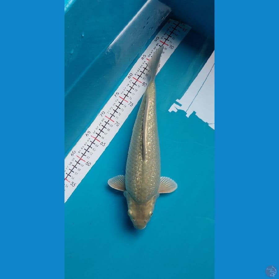 ginrin berpunuk 37 cm
