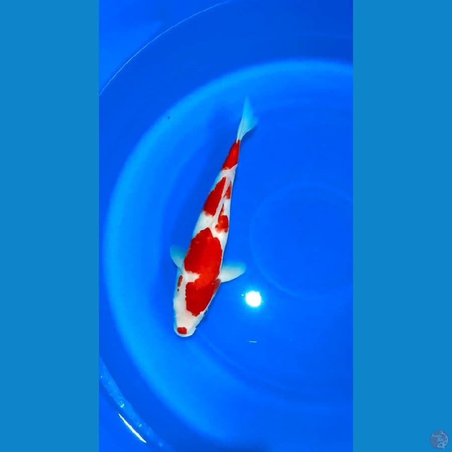 Red Kohaku 37cm