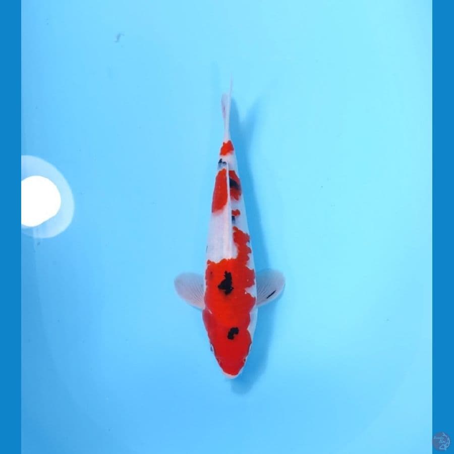 SANKE 27 CM - MALE