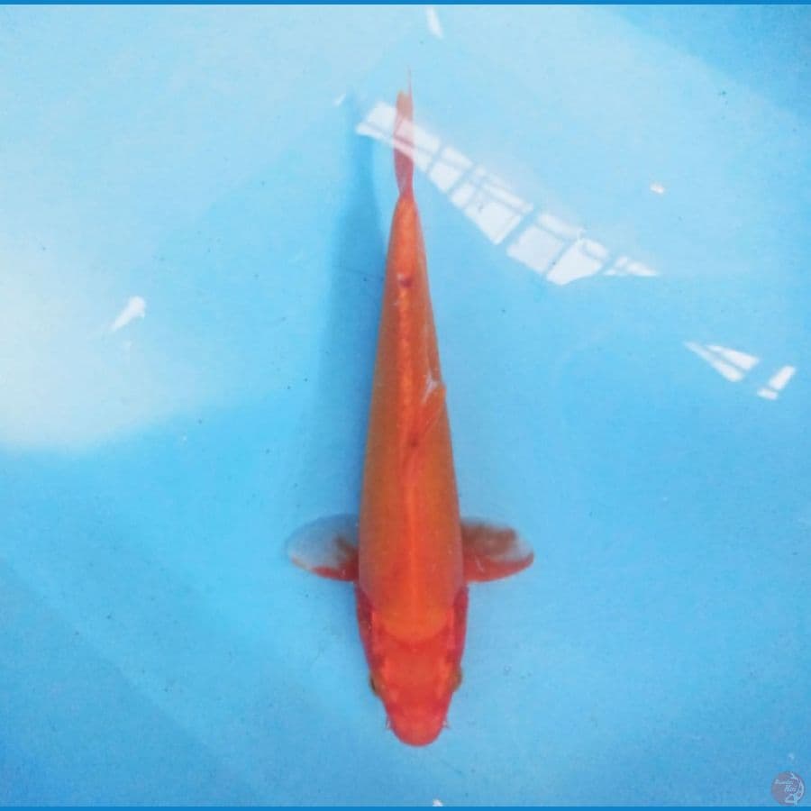 Benigoi 25 cm