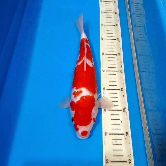 Kohaku mantab