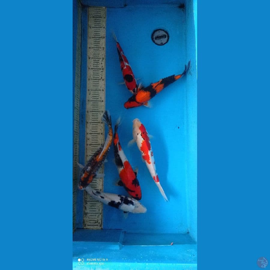 mix 6 ekor 32-37cm
