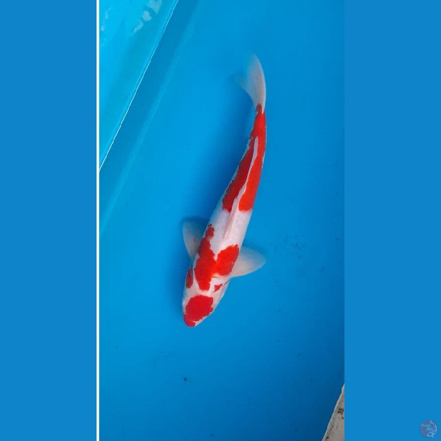 maruten kohaku