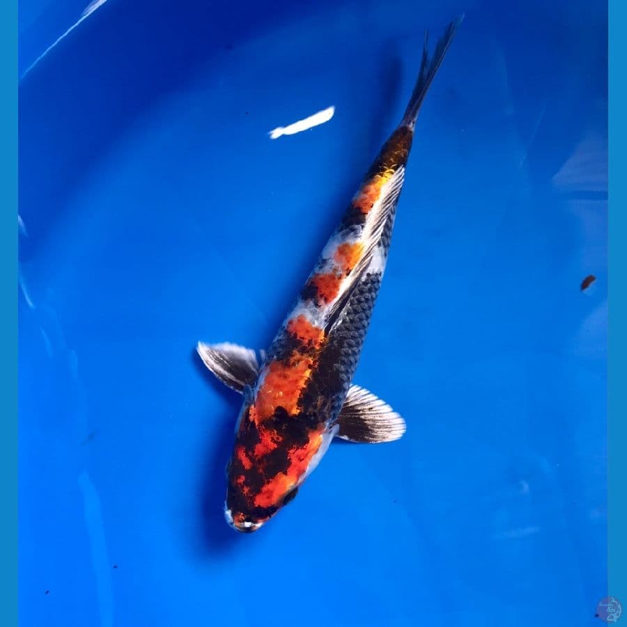 showa hikari 25cm