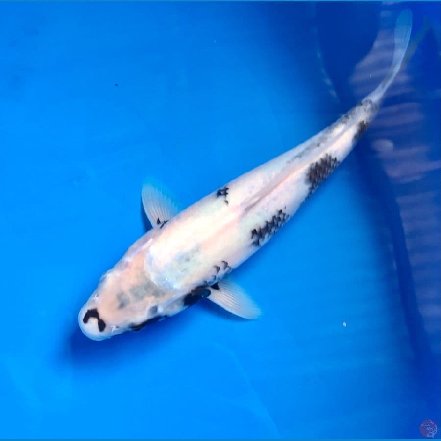 shiro tategoi 30cm