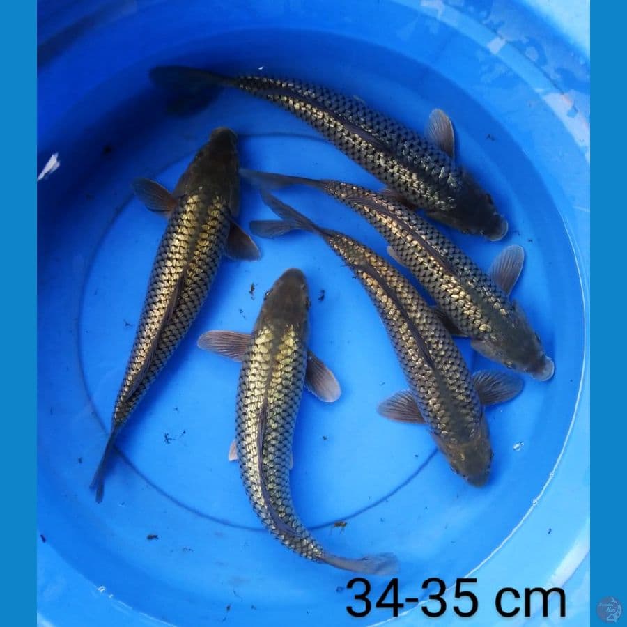 black diamond ginrin punuk 34-35 cm