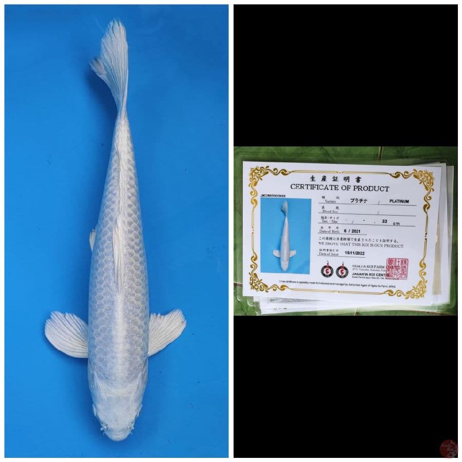 Ogata Platinum