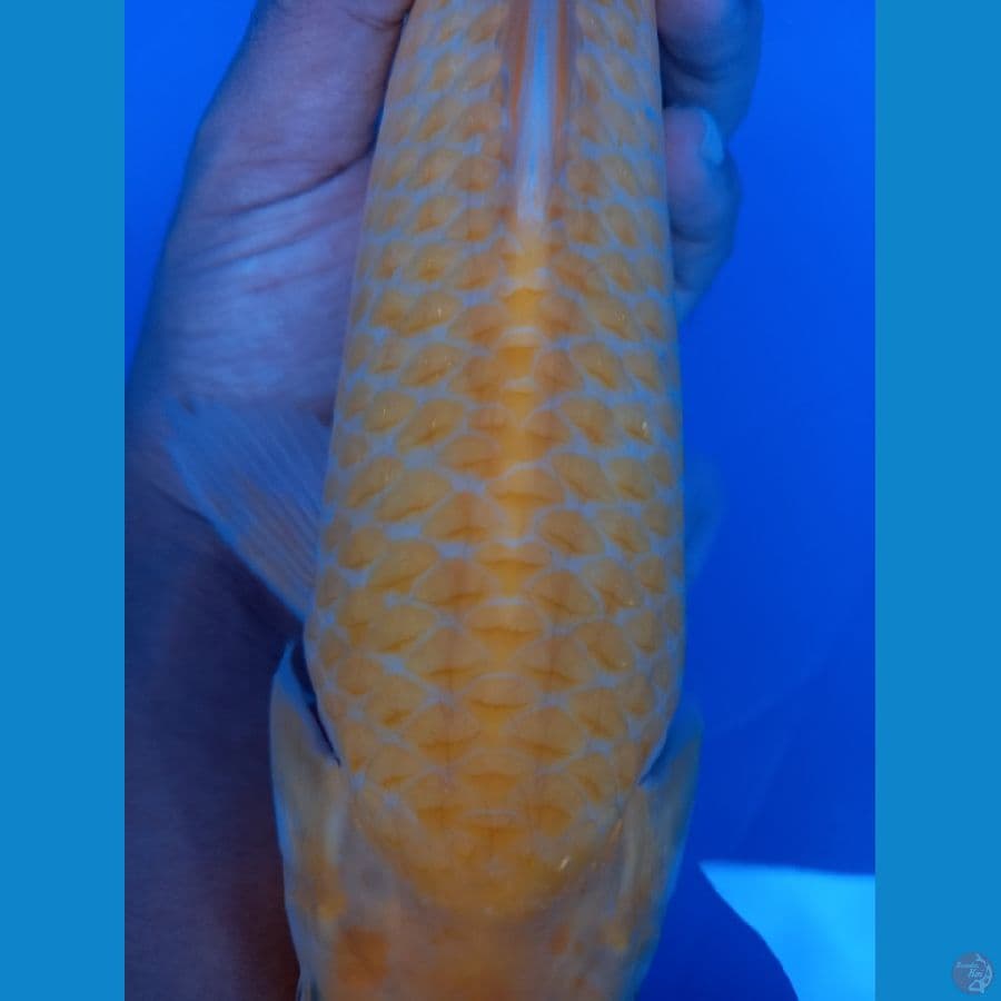 KARASI GOLDEN CORN