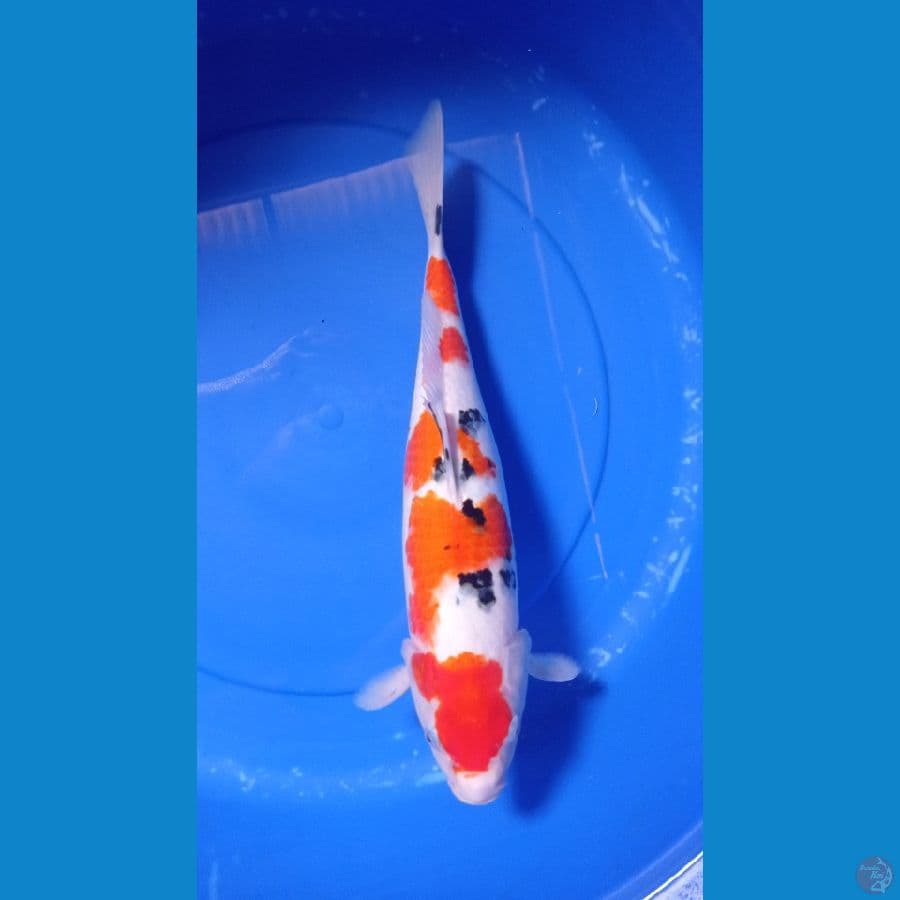 sanke 43cm f