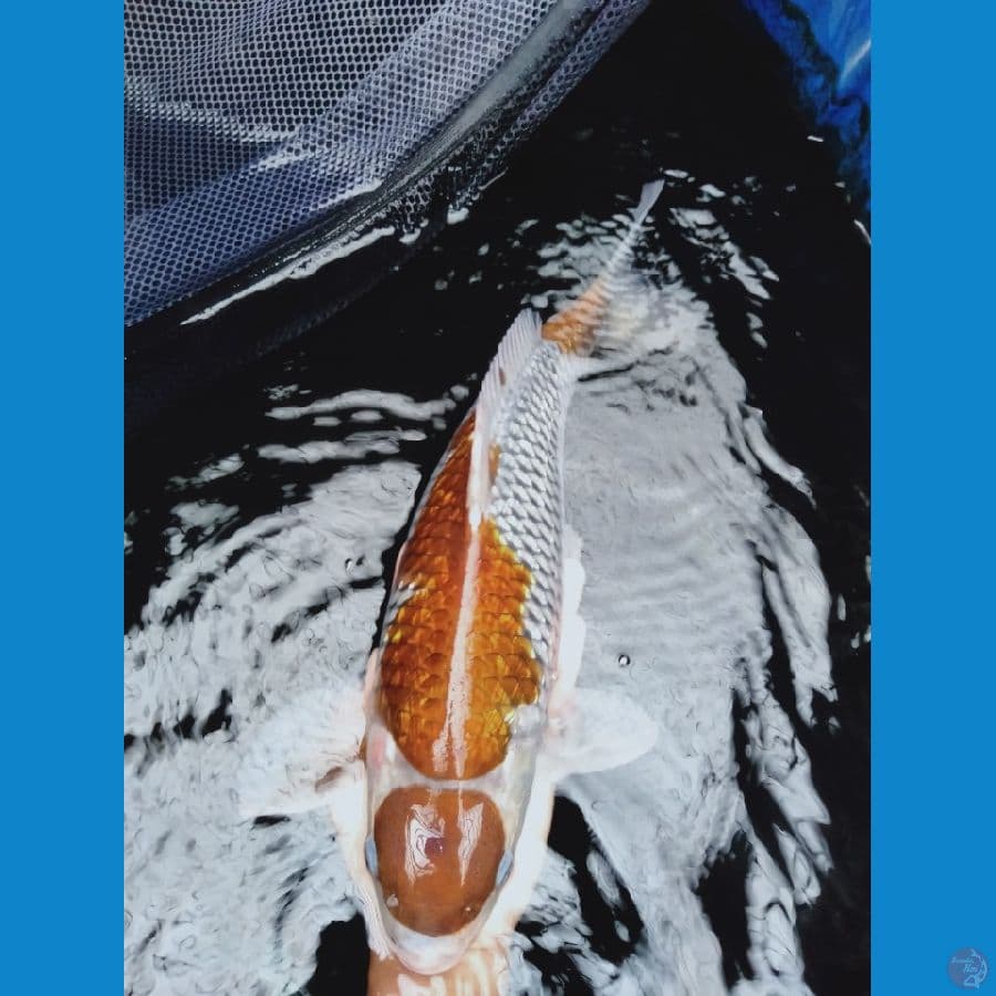 maruten ochiba 44cm (male)