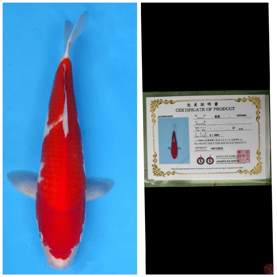 Ogata Kohaku