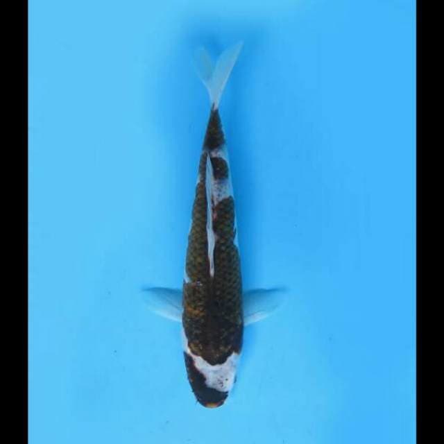 30cm Female - Budo Goromo