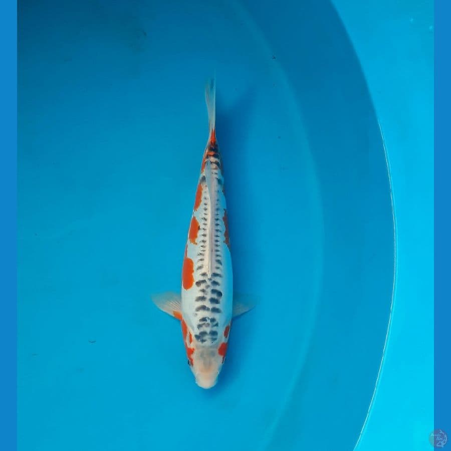 Shusui 39cm Male