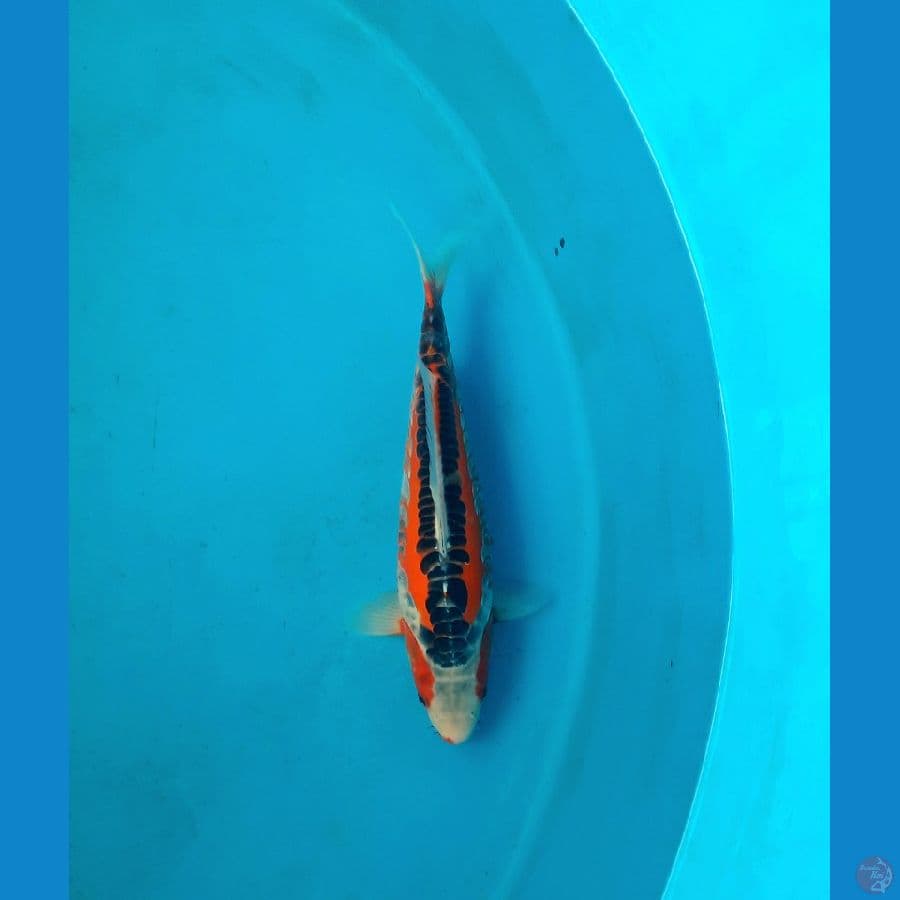 36cm HQ hana shusui Male