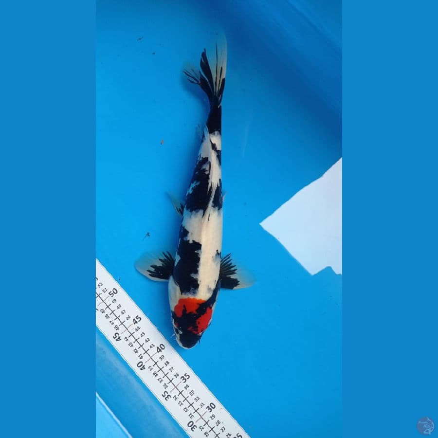 tanco showa 43cm male