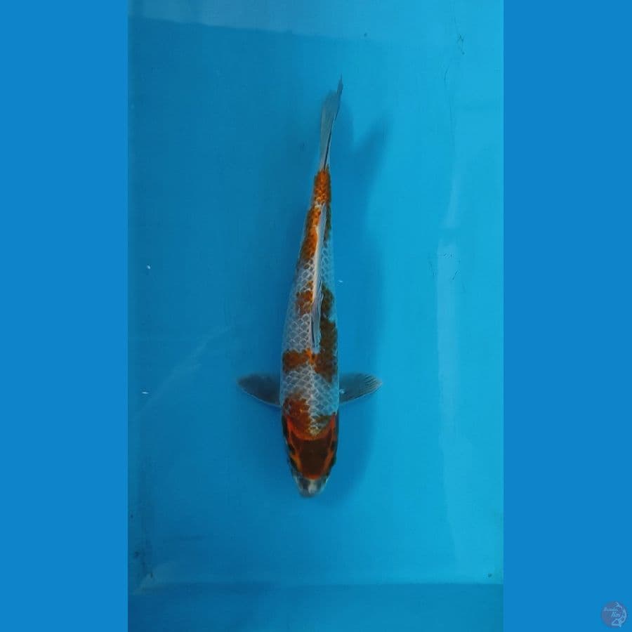 Kogane M/30cm
