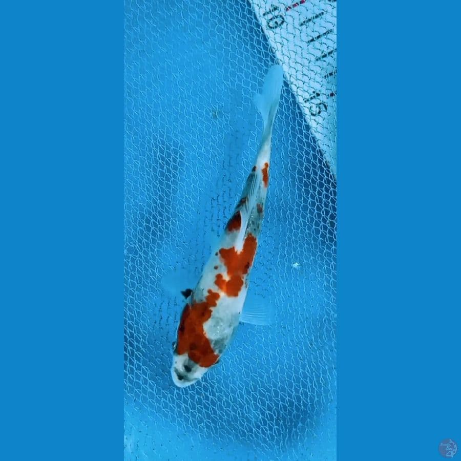 13CM