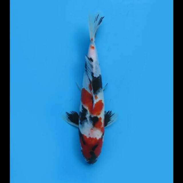 26cm Male - Kindai Showa