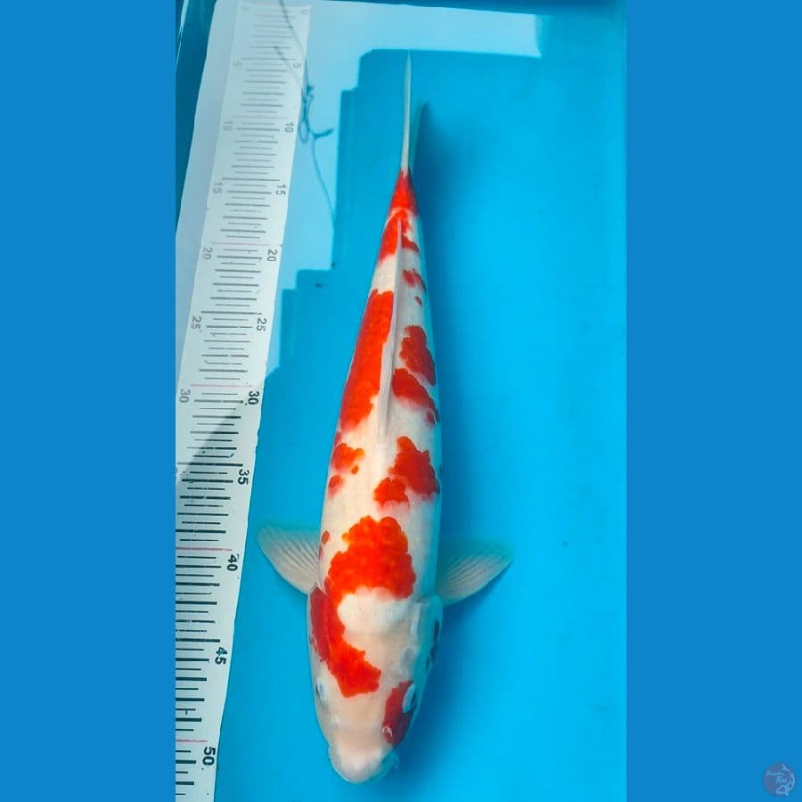 sakura kohaku f1 43cm male original patren