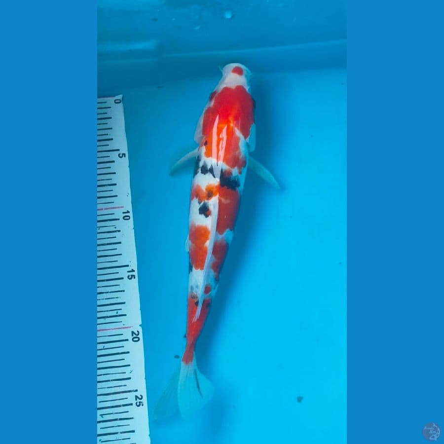 sanke kucibeni 29cm