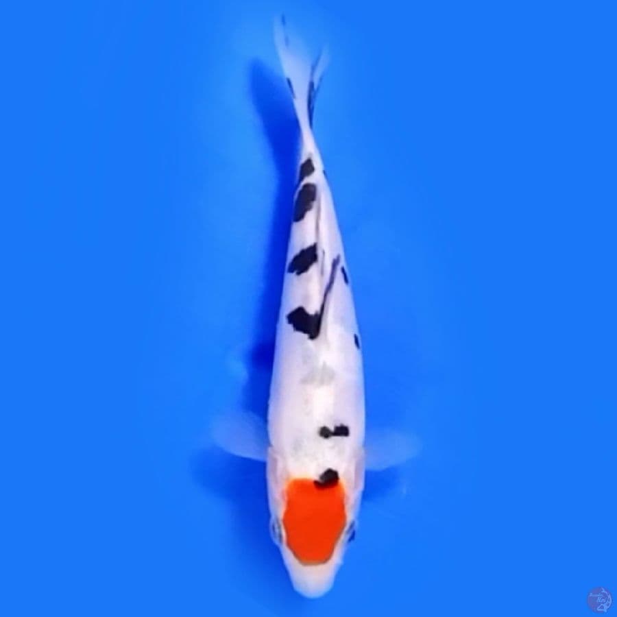 PURE doitsu 17CM