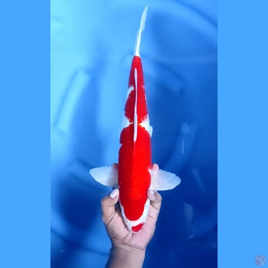 40BU / 39CM # KOHAKU MULUS - F
