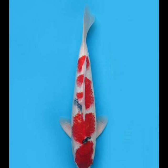 43cm Male - Jumbo Taisho Sanke