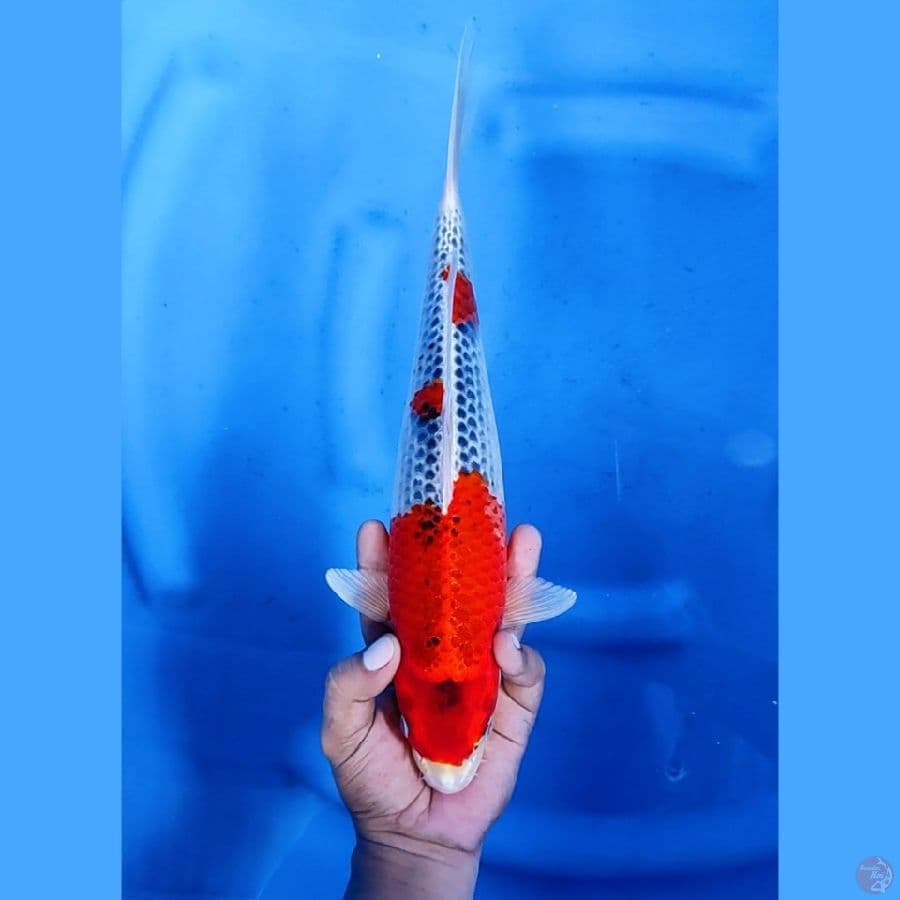 35CM # GOSHIKI - F