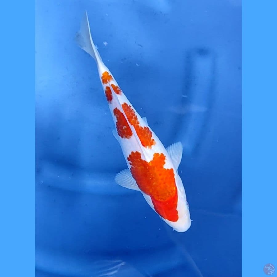 26CM # AI GOROMO - M