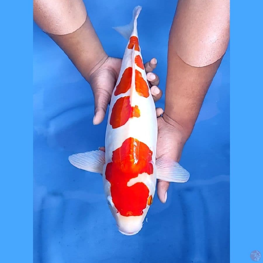 45BU / 44CM # JUMBO DOITSU KOHAKU - F