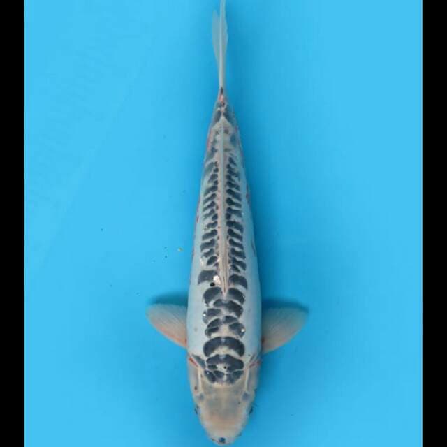 41cm Male - Jumbo Shusui