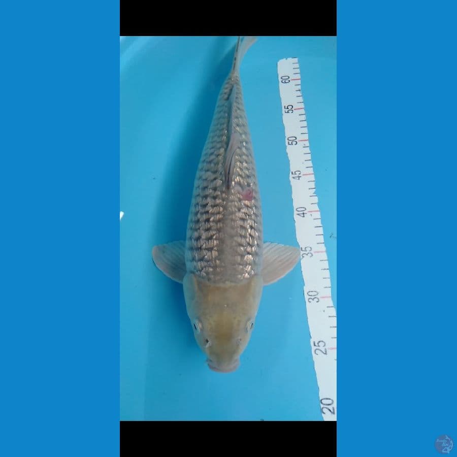 SORAGOI BULKY GINRIN 45CM MALE