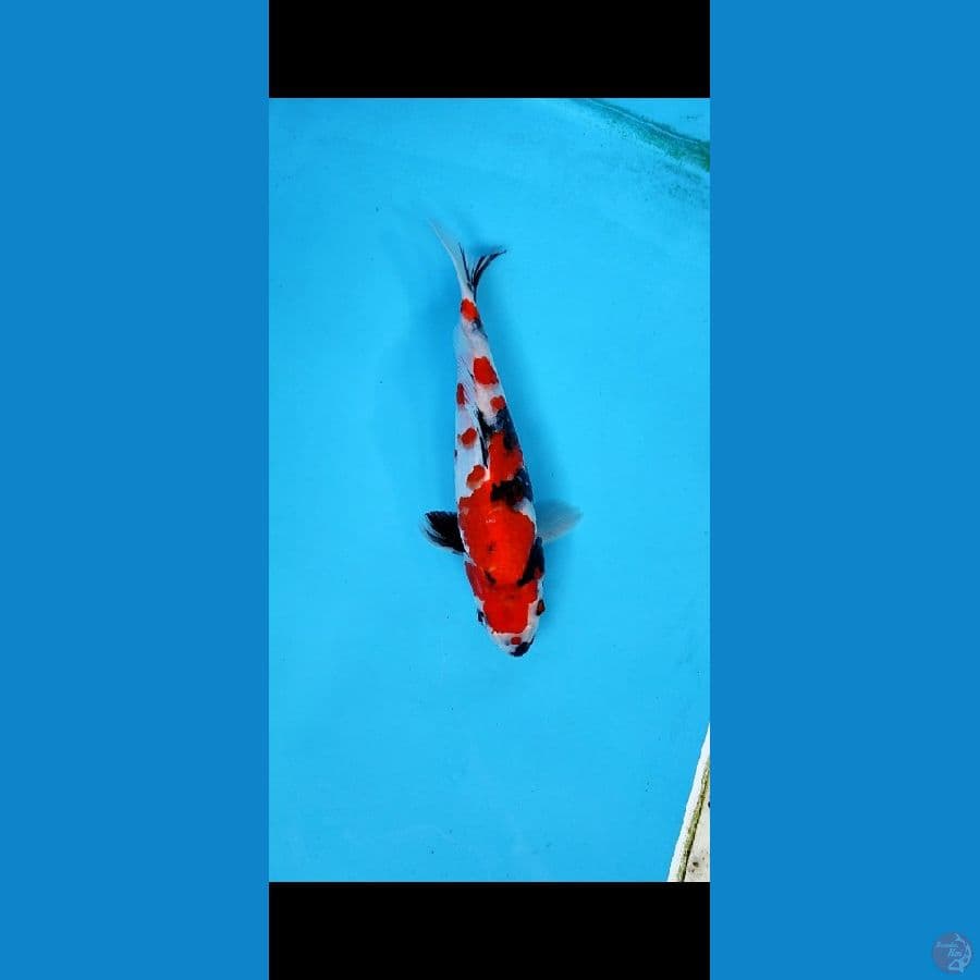 KINDAI SHOWA 25 CM MALE