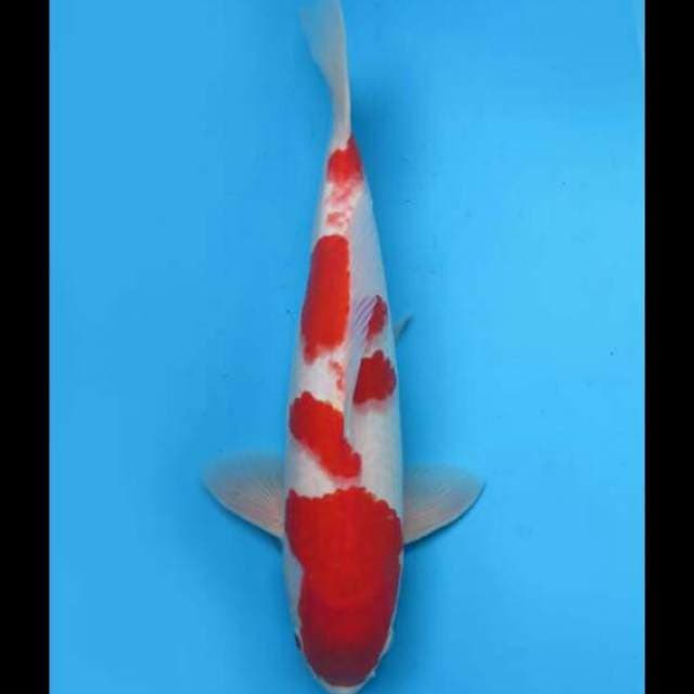 40cm Male - Red Kohaku F1