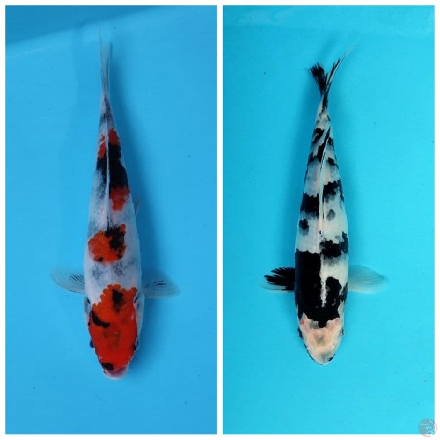 HQ SHOWA 20cm SHIRO UTSURI 25 CM