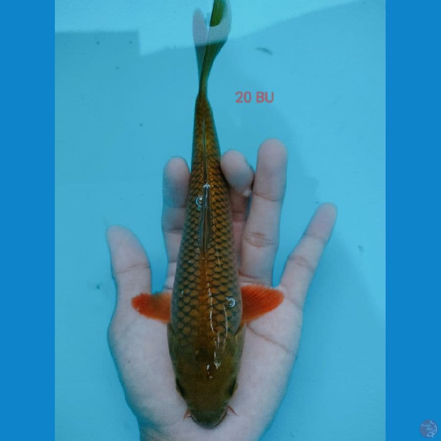 CHAGOI HQ 20 cm BU