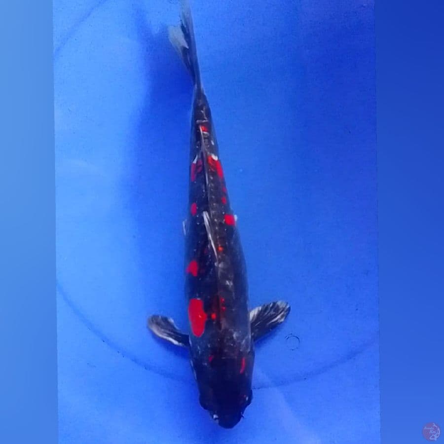 Benikiko 37cm