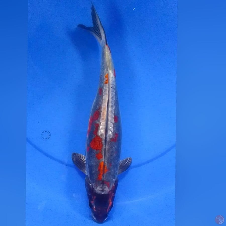 KIKOKURIYU 37CM