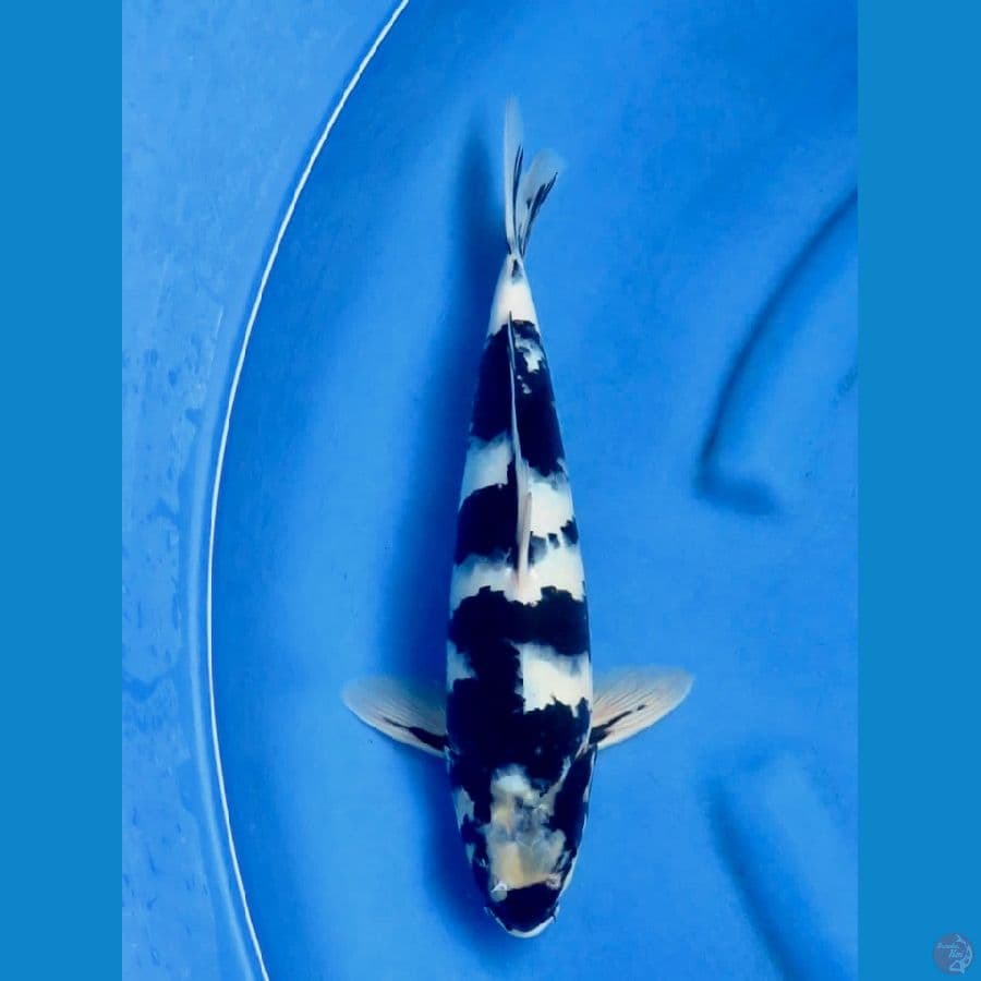 31cm , Jet Black Shiro