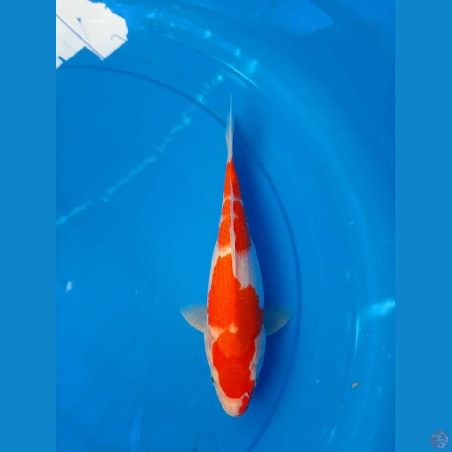KOHAKU
